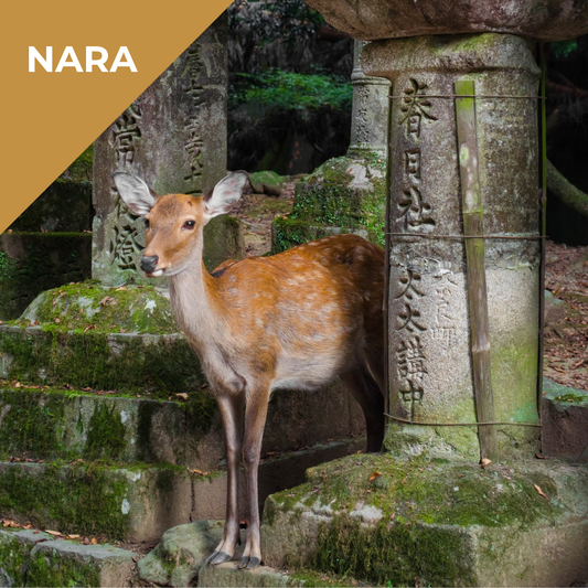 Tours in Nara -  Nara: Shrines, Deer, and Traditions