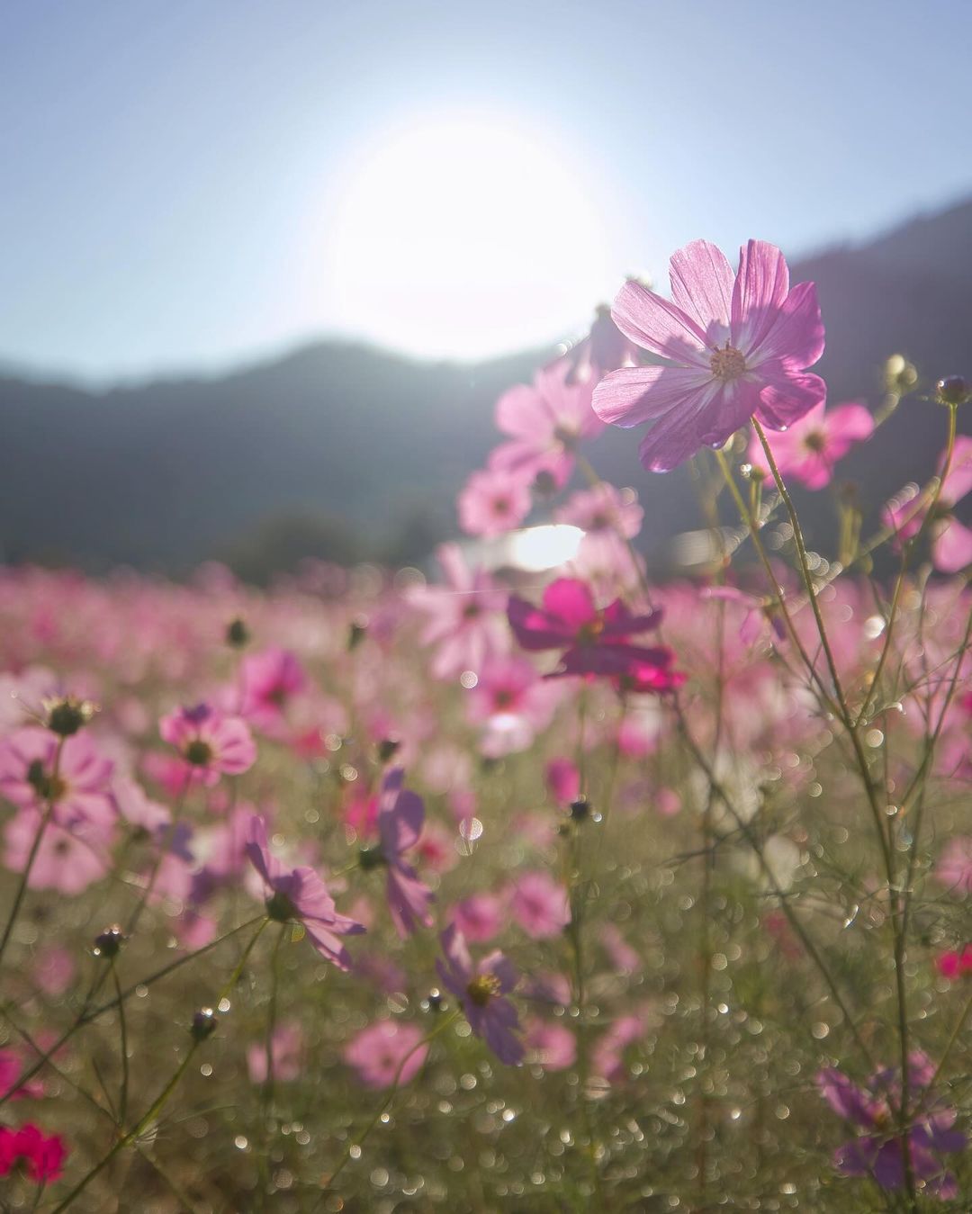 Kiyozumi cosmos park