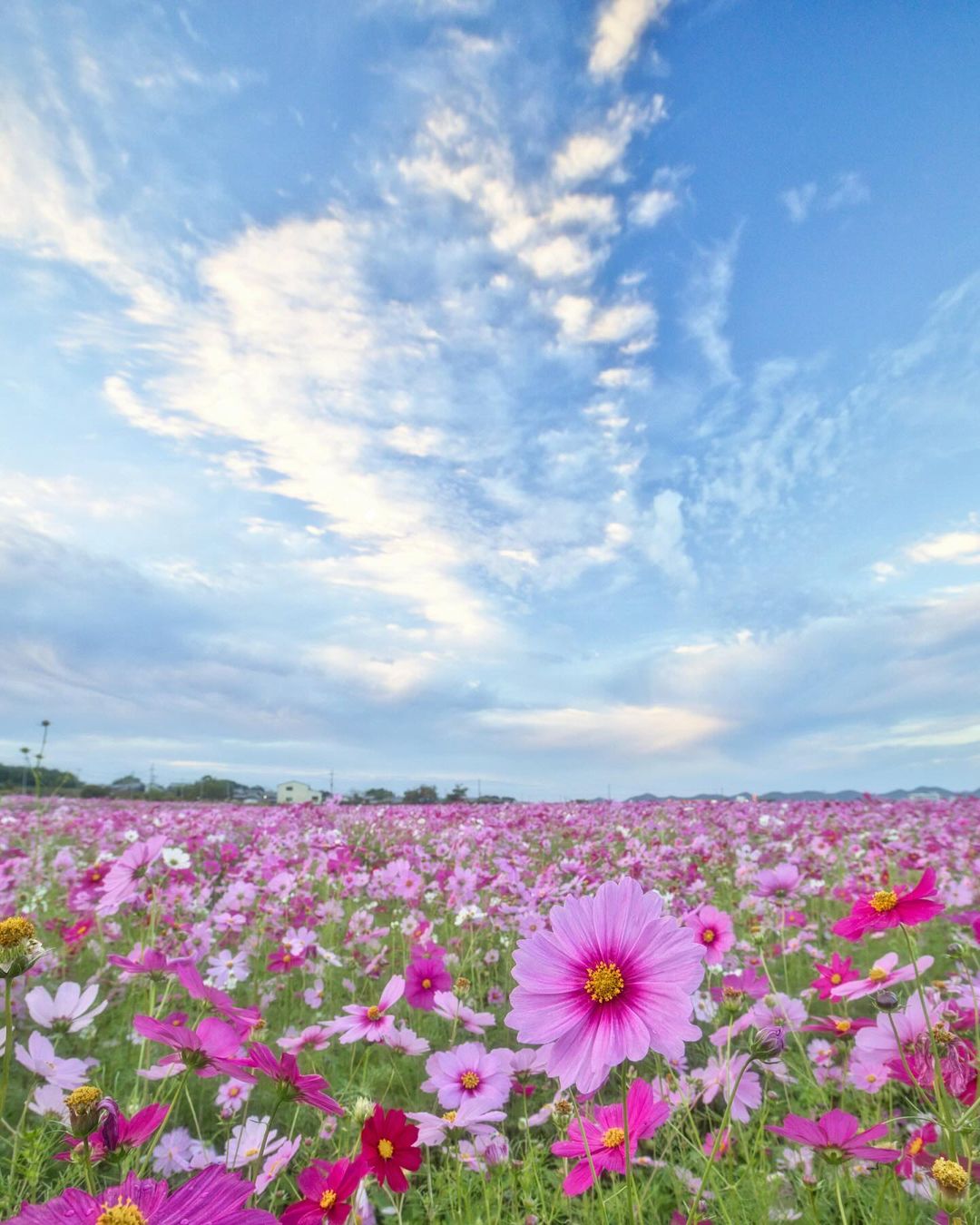 Ono-himawarino-oka-park