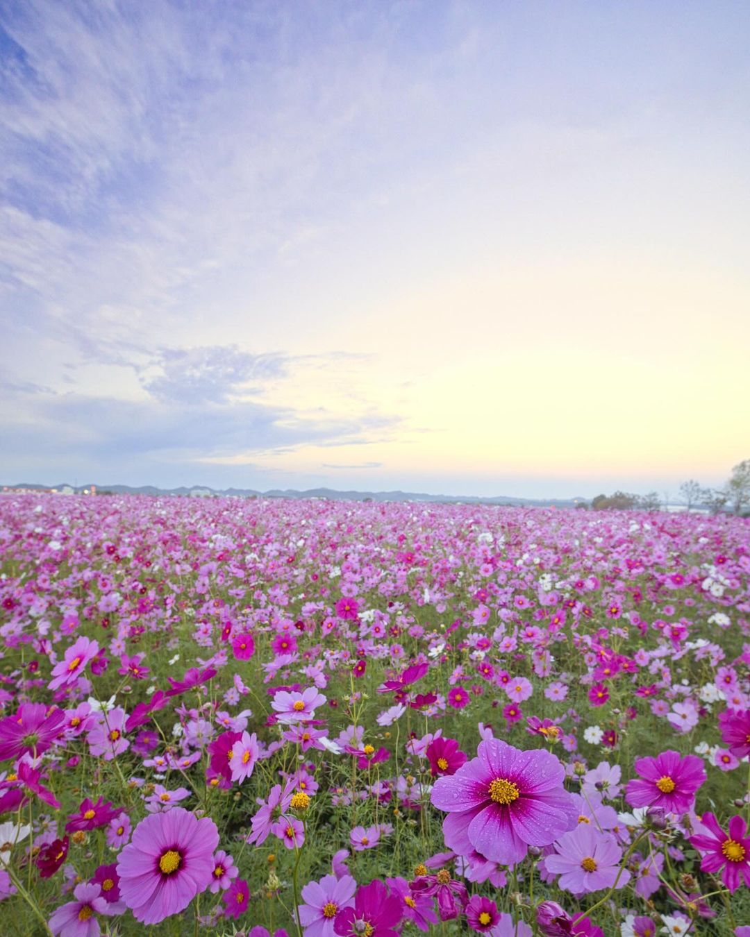 Ono-himawarino-oka-park