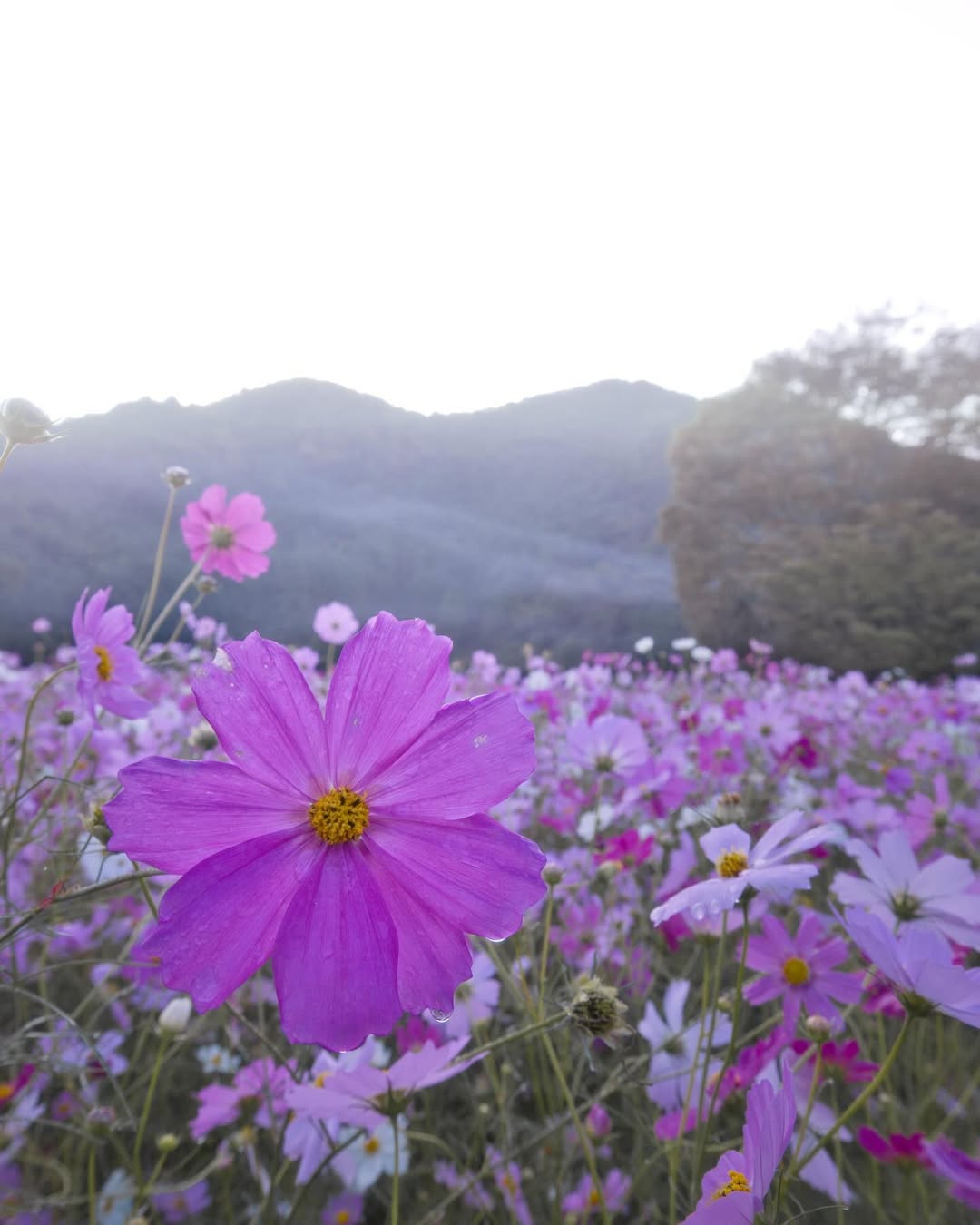 Kiyozumi cosmos park