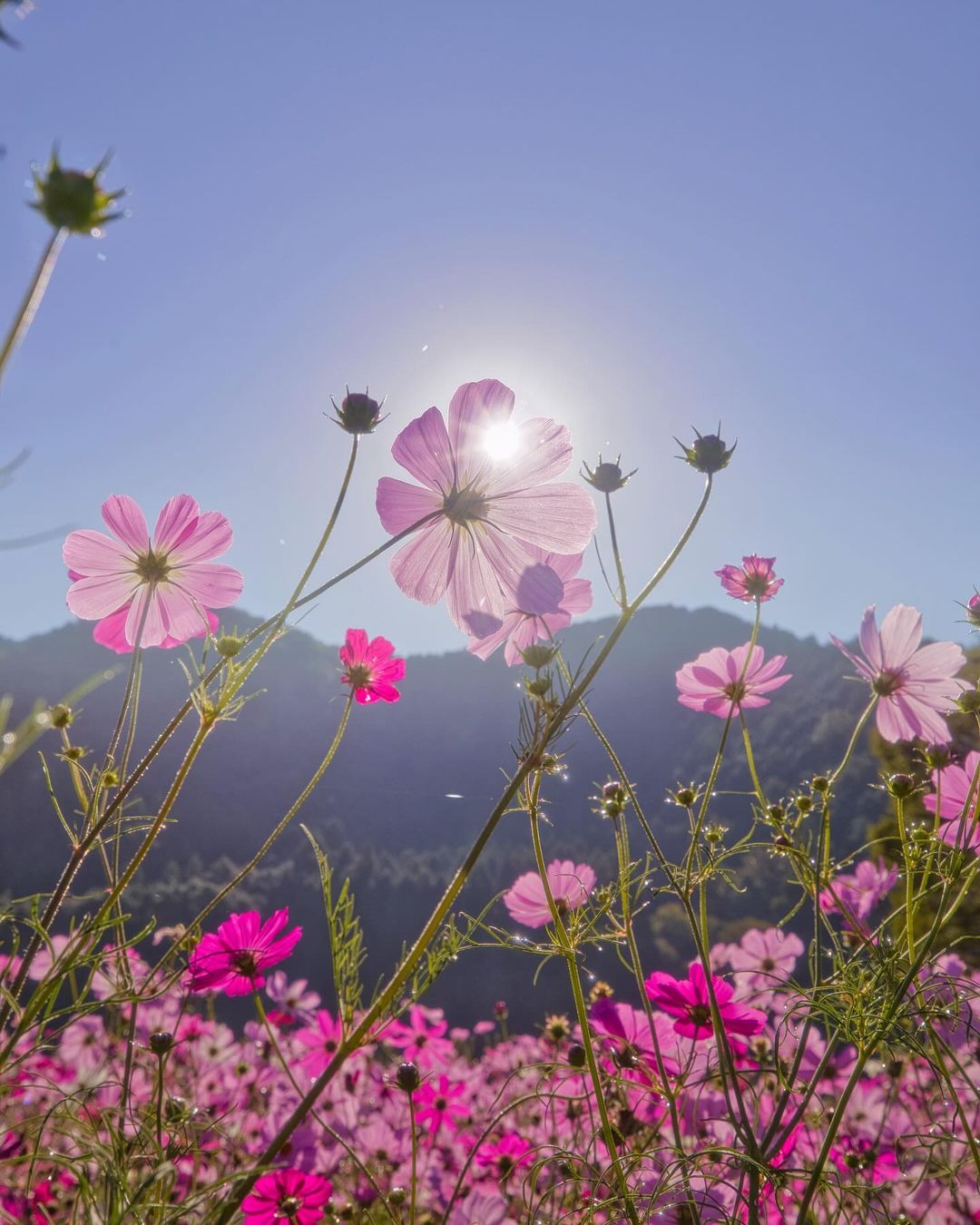 Kiyozumi cosmos park