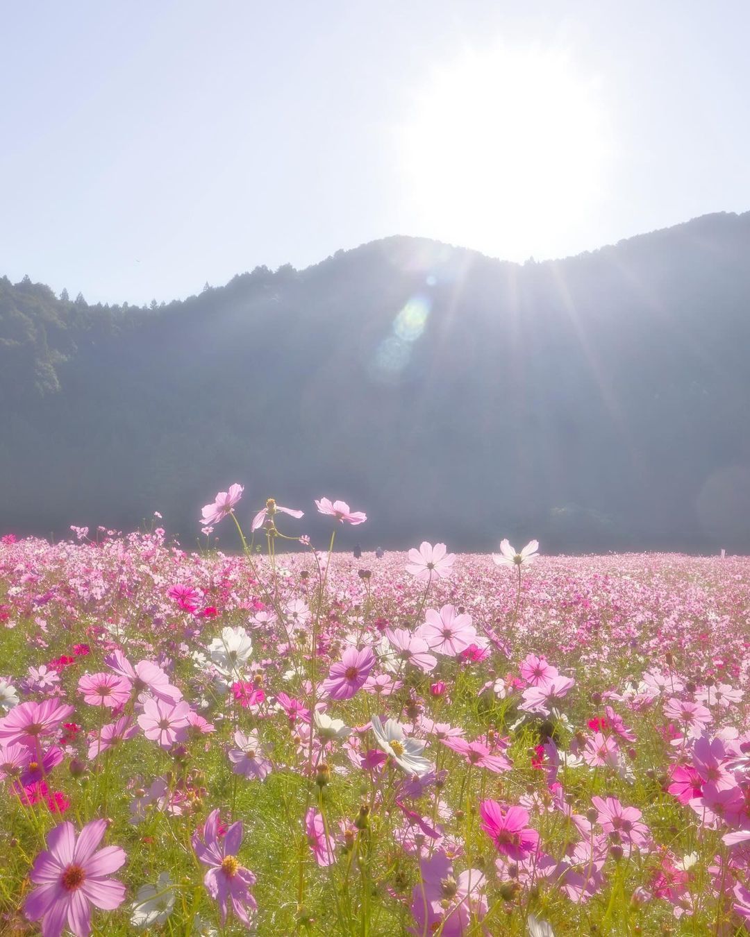 Kiyozumi cosmos park