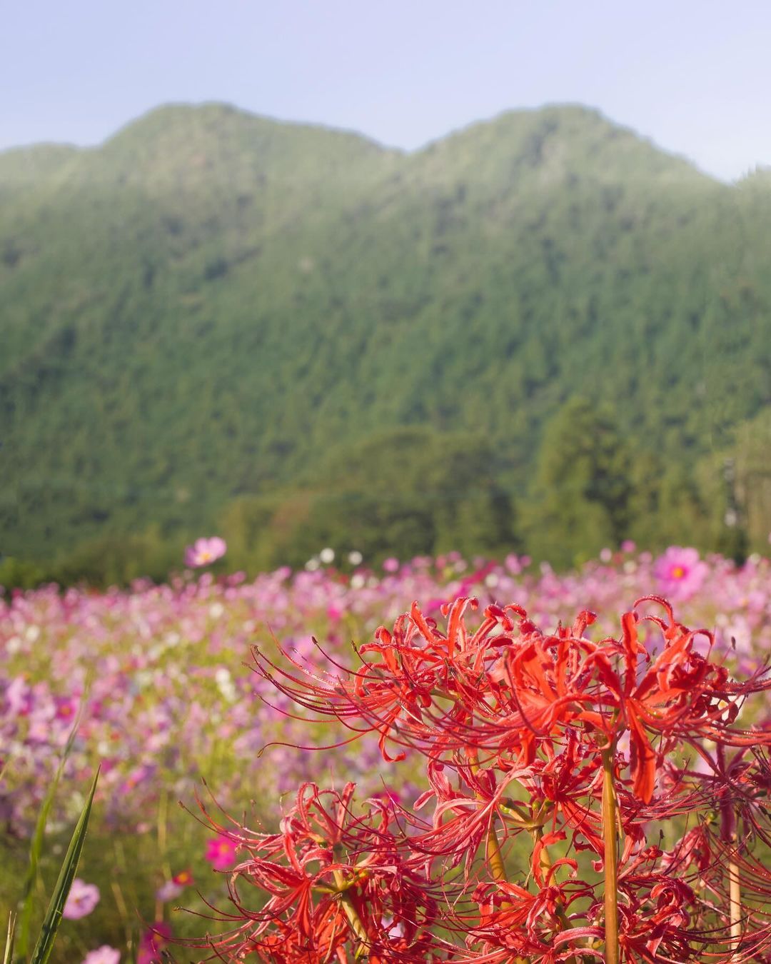 Kiyozumi cosmos park