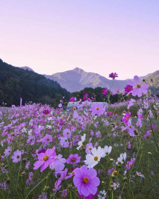 Kiyozumi cosmos park