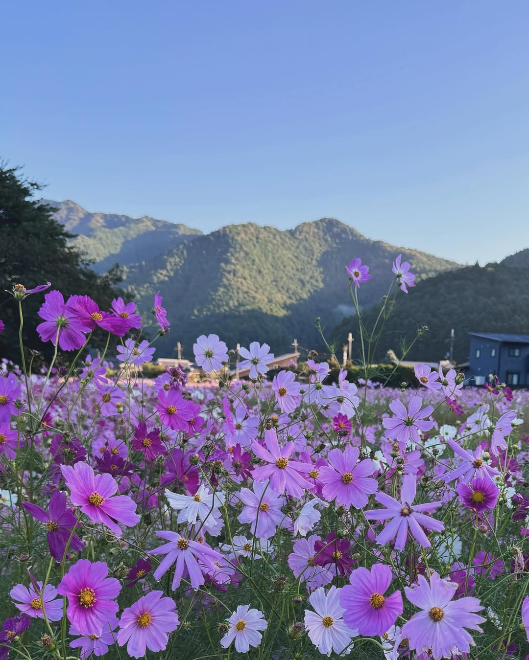 Kiyozumi cosmos park