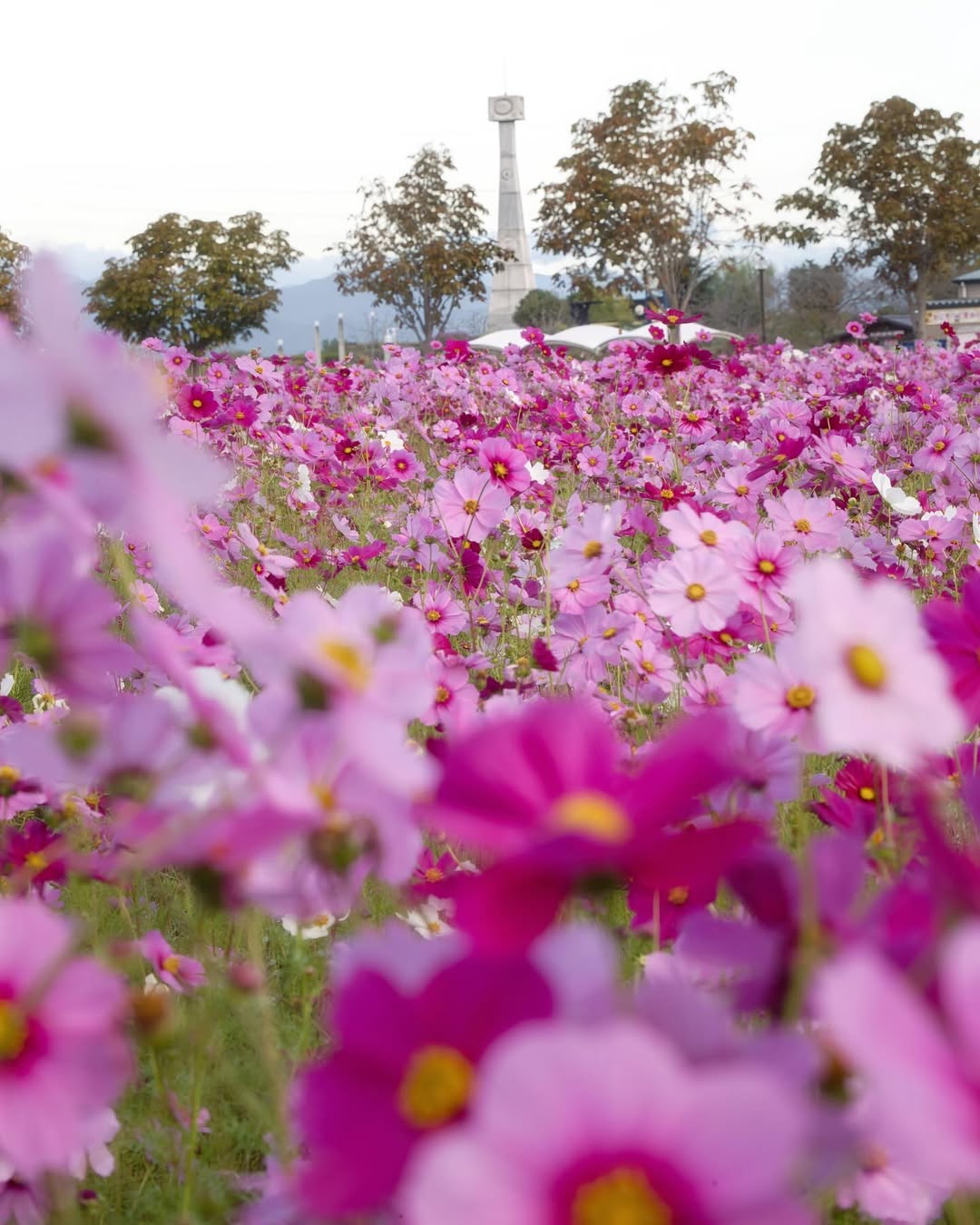 Ono-himawarino-oka-park